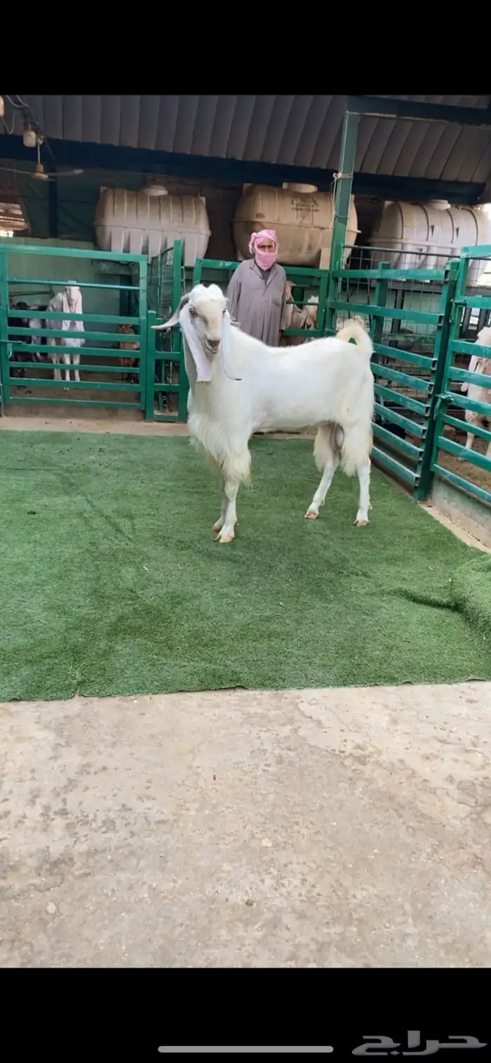 فحل مشروك جرم طيب 1