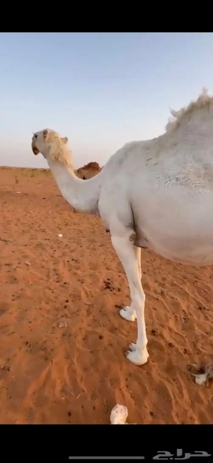 لقحه ثنو وضحاء 0