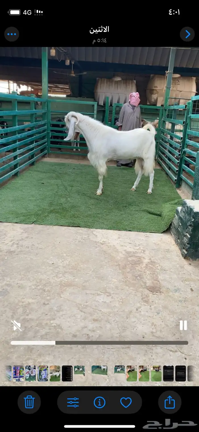 فحل مشروك جرم طيب 0
