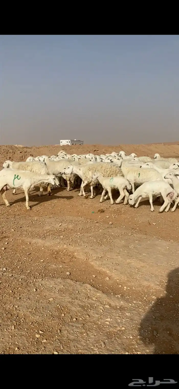 غنم حريات صنف 3
