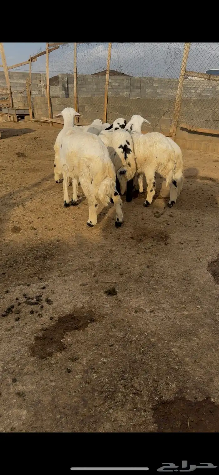 طليان 2