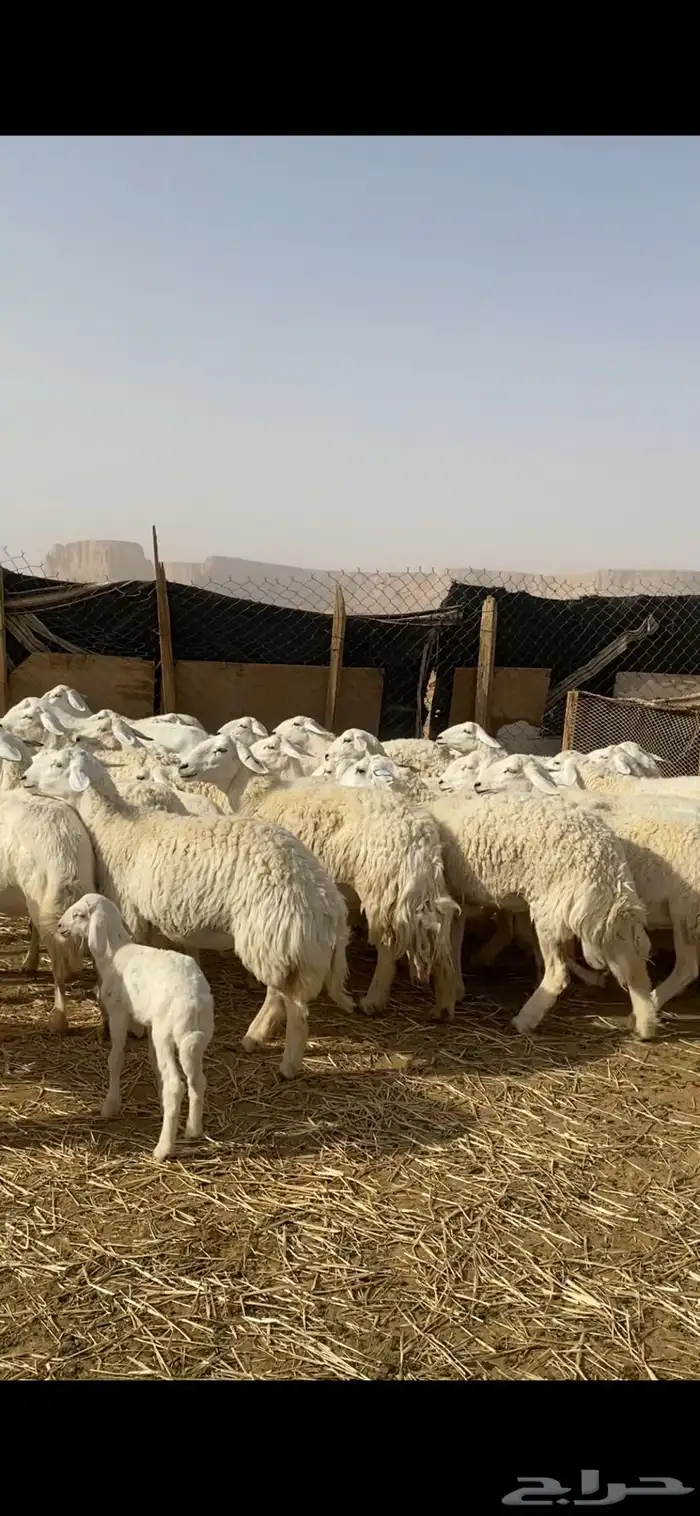 غنم حريات صنف 9