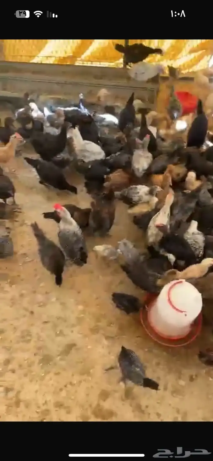 صوص بلدي عمره شهرين وشهر تقريبا 0