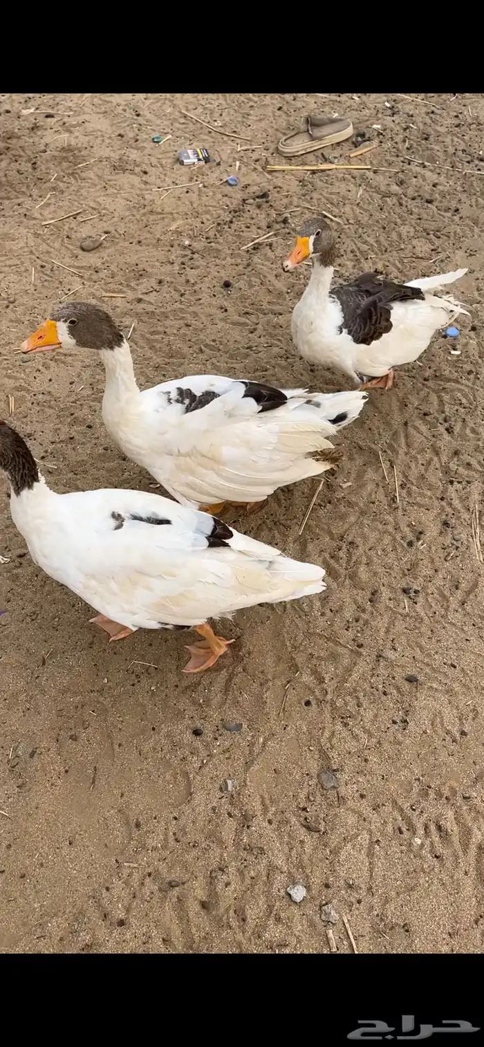 وز بلدي بيع مستعجل 0