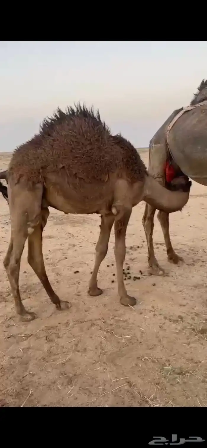 للبيع قعود فاخر 0