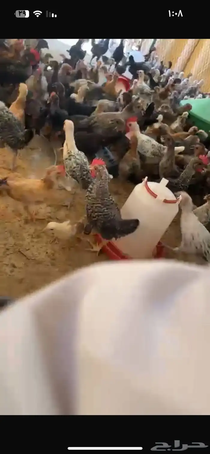صوص بلدي عمره شهرين وشهر تقريبا 2