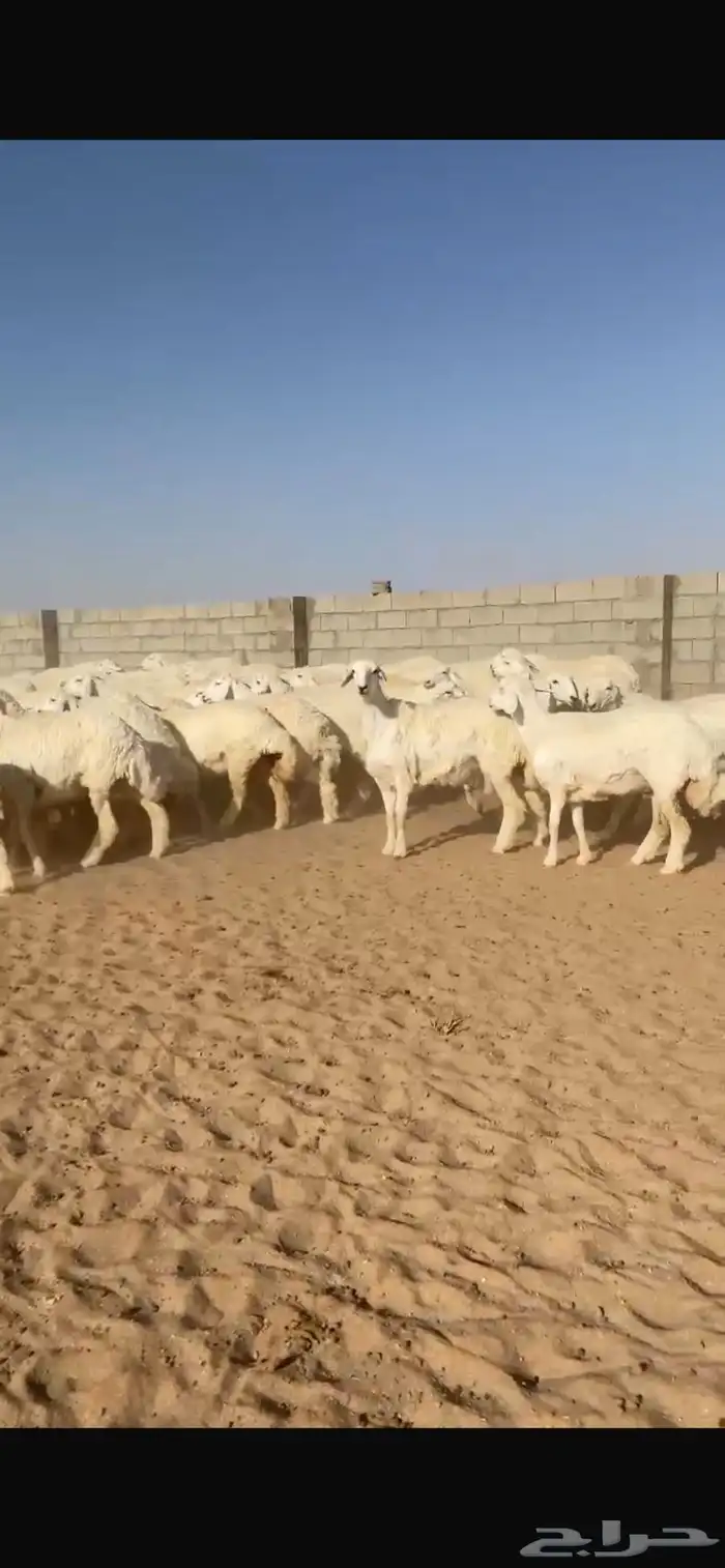 غنم حريات رخال 4