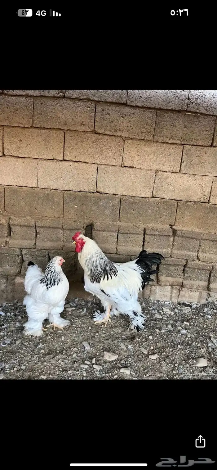 ديك ودجاجه براهمه كولمبي 1