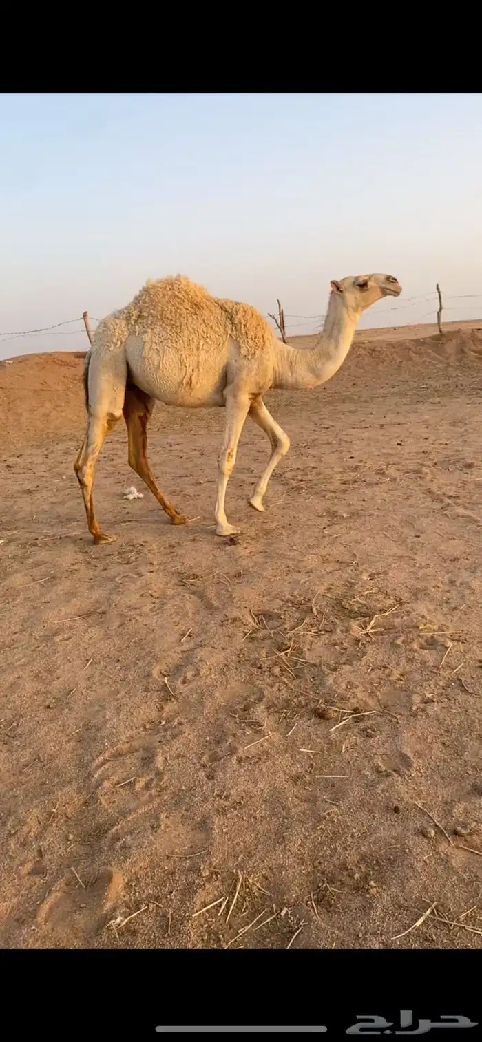 للبيع بكره 3