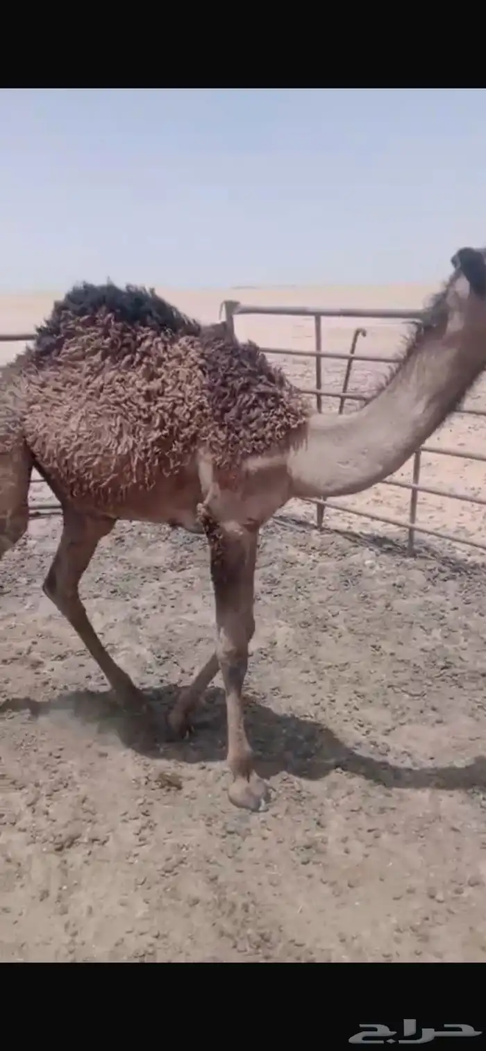 قعود حليب شرط 0