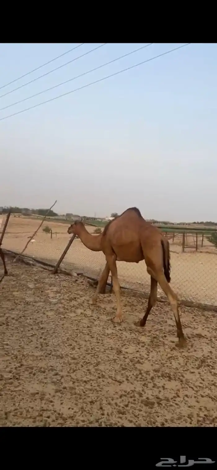 قعدان للبيع 1