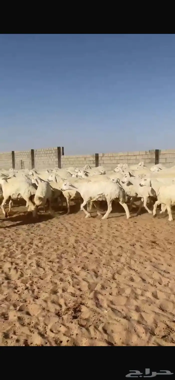 غنم حريات رخال 5