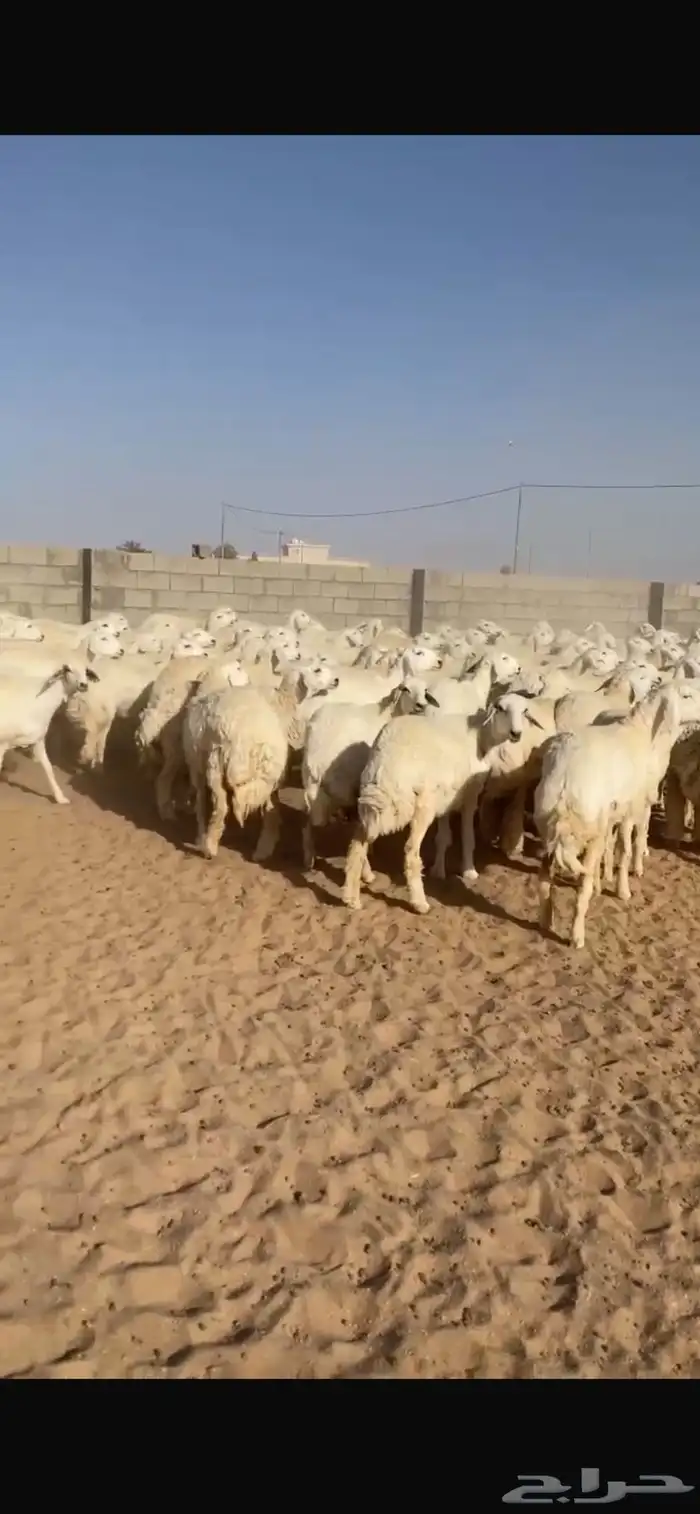 غنم حريات رخال 1