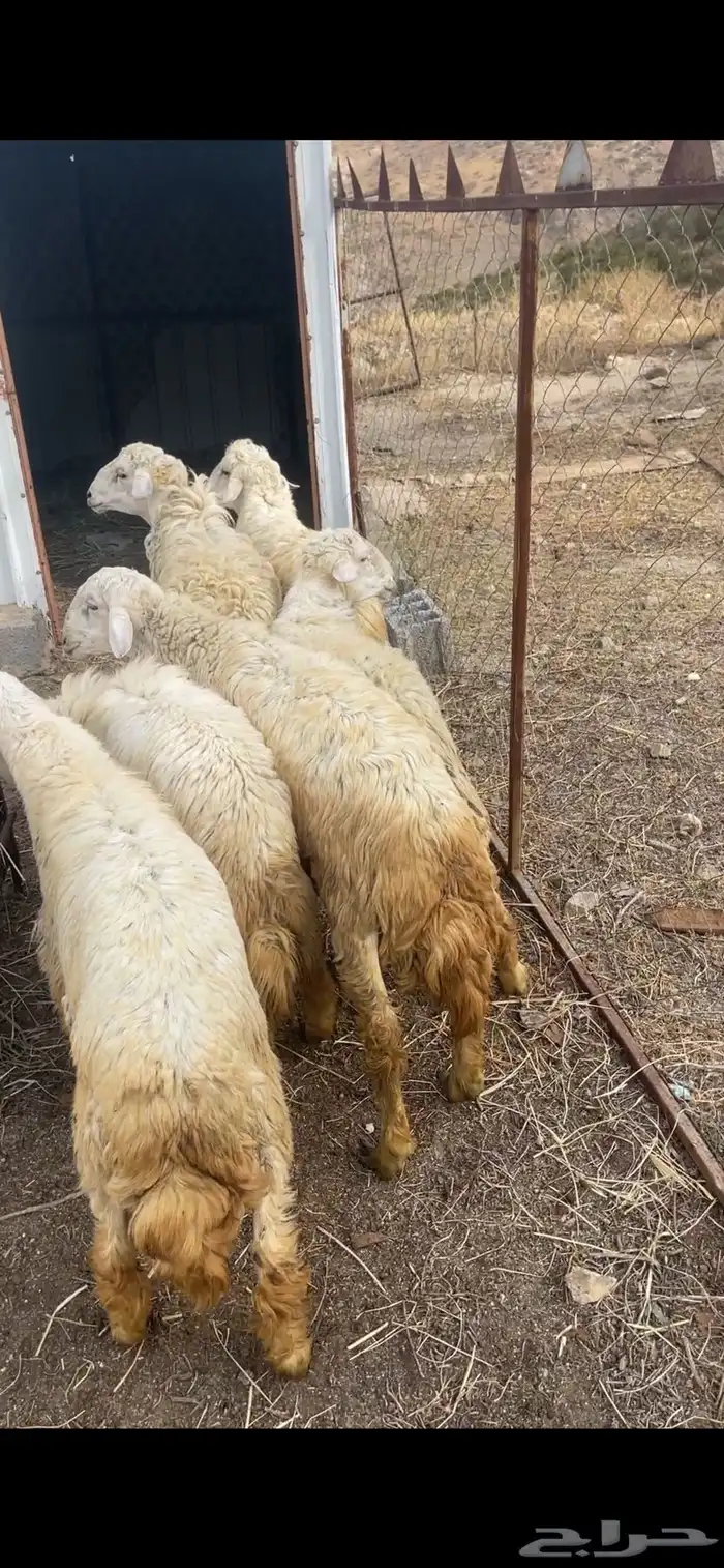 طليان ديره حقت مناسبات 3