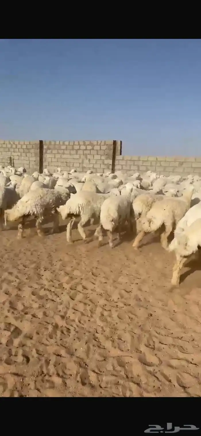 غنم حريات رخال 0