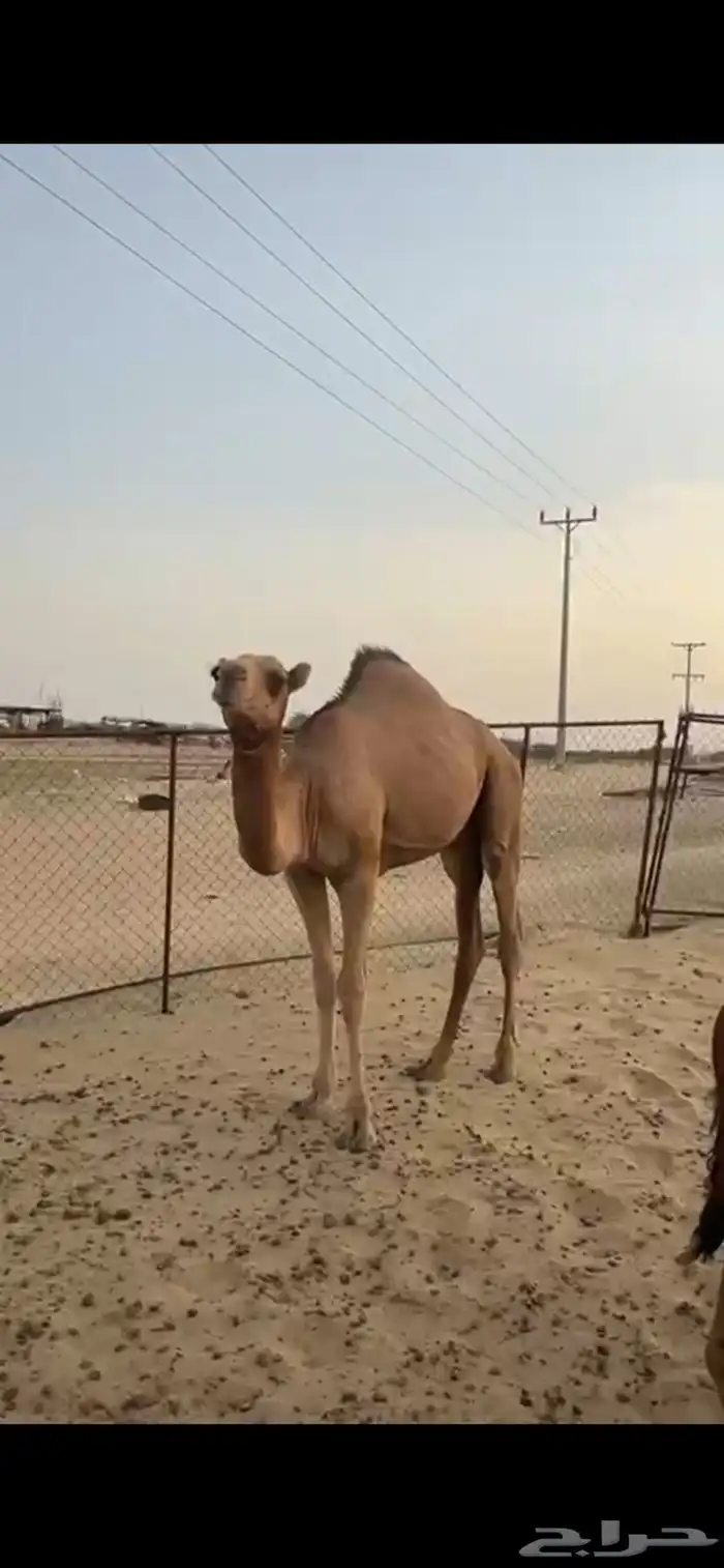 قعدان للبيع 0
