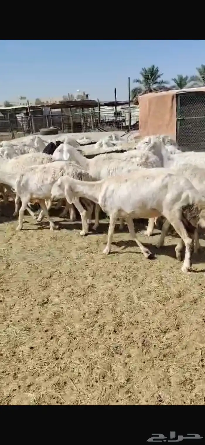 غنم 5