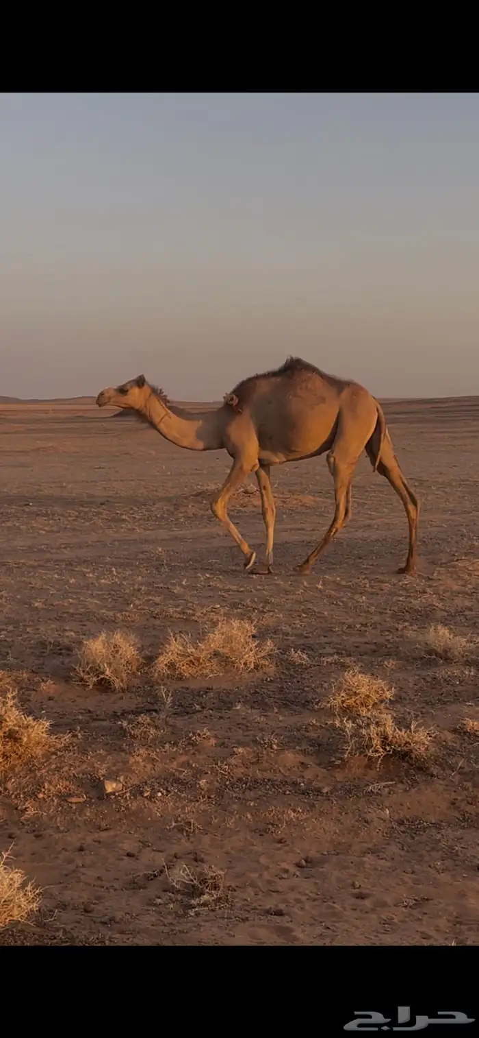 للبيع بكره سهيل حقه 0