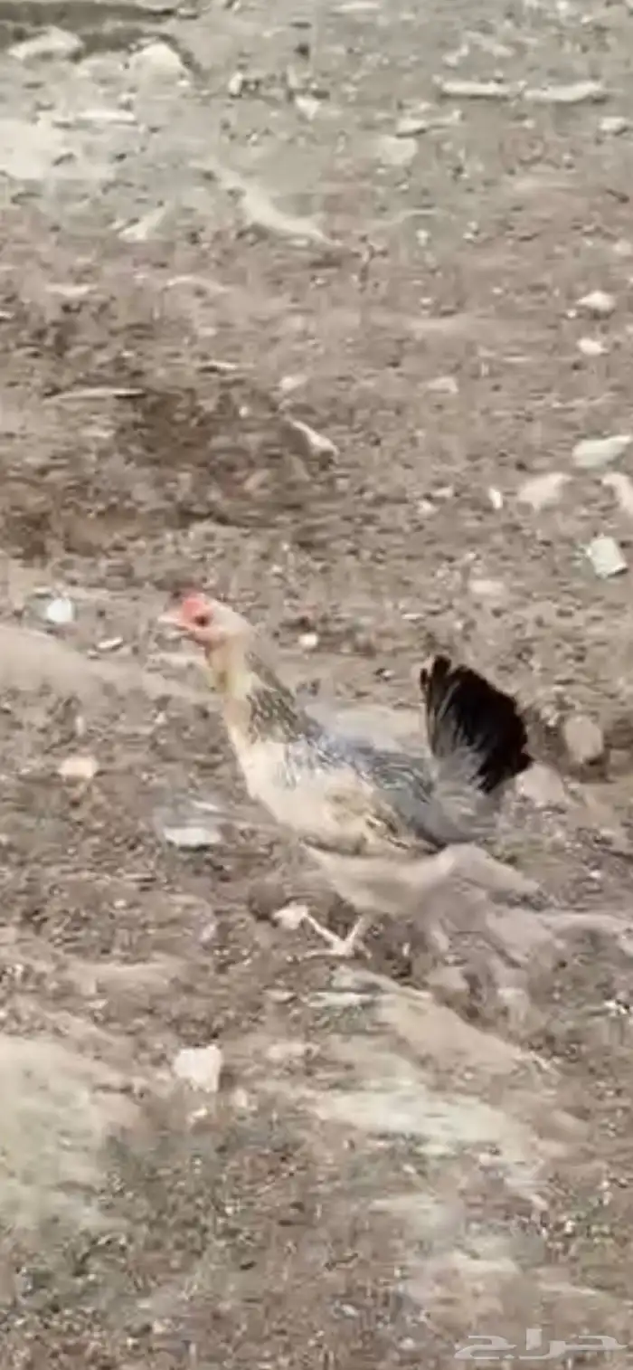 دجاج شوكي 0
