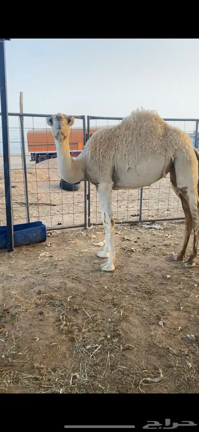 للبيع بكره 1