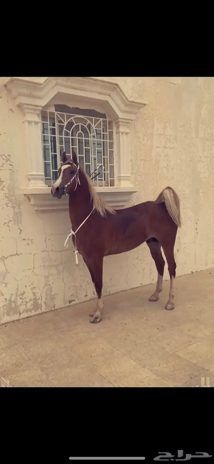 حصان كفو 3