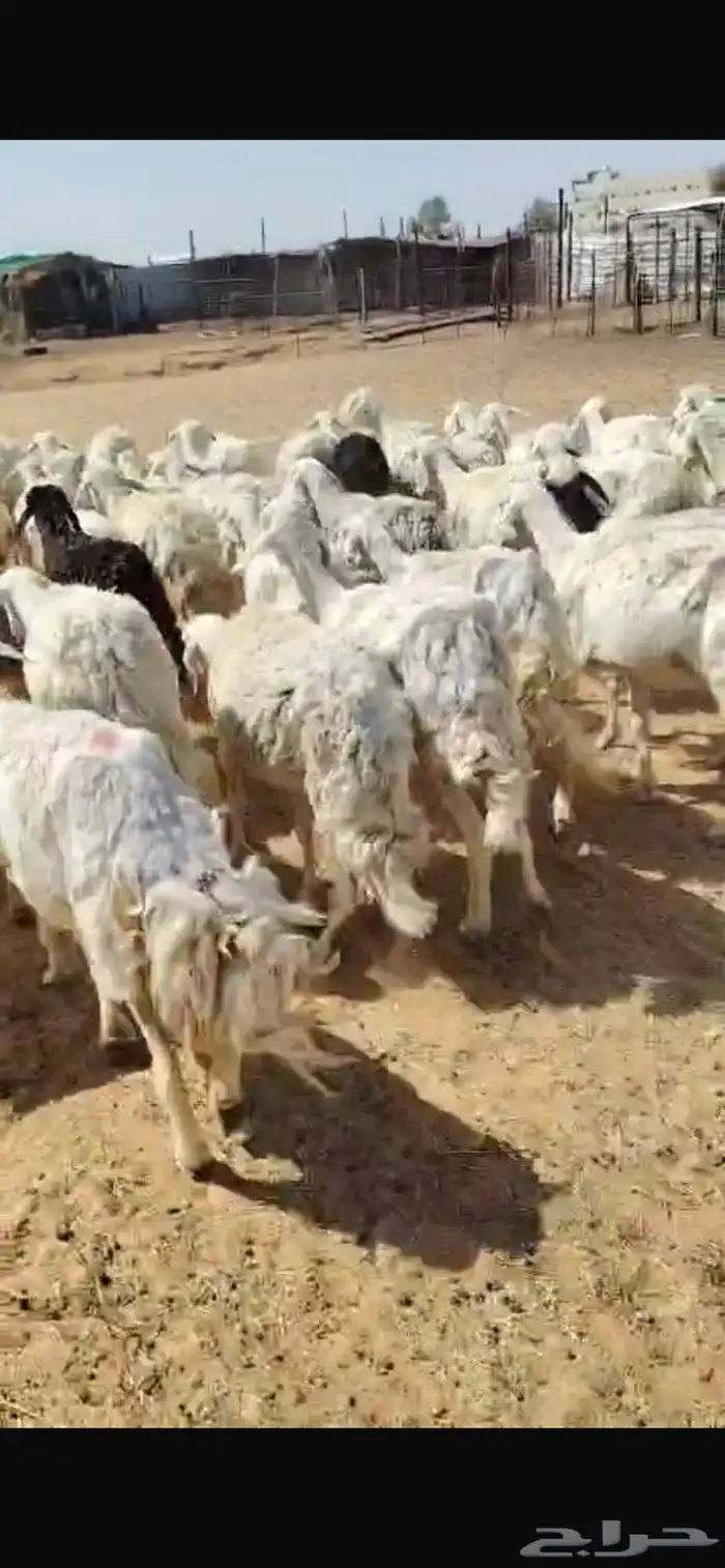 غنم 1