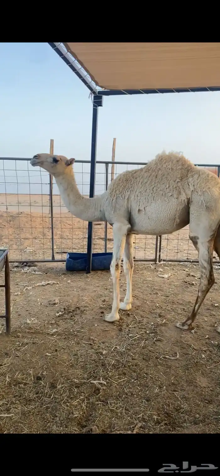 للبيع بكره 0