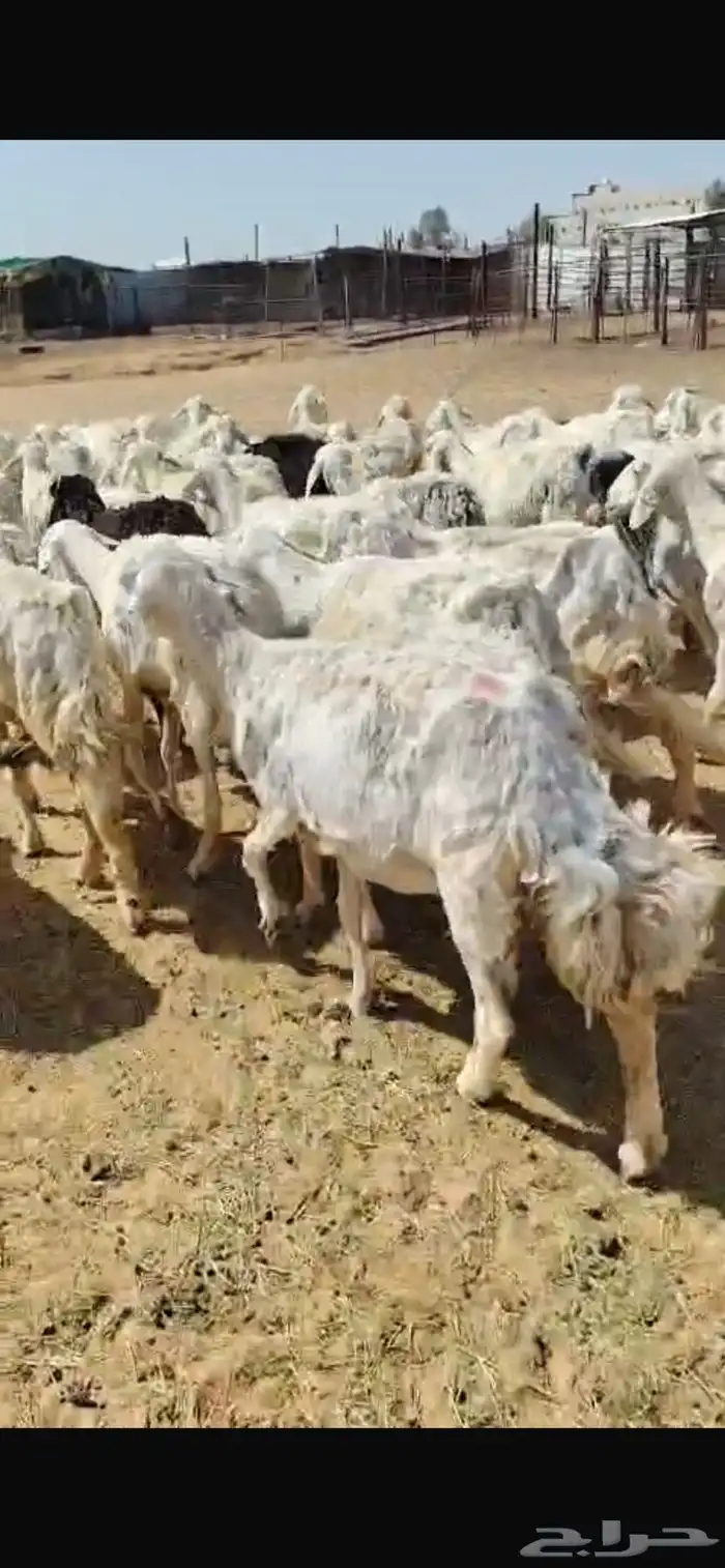 غنم 2