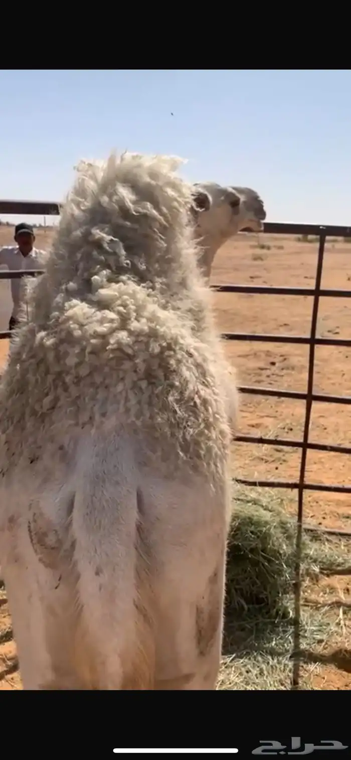 حاشي 2
