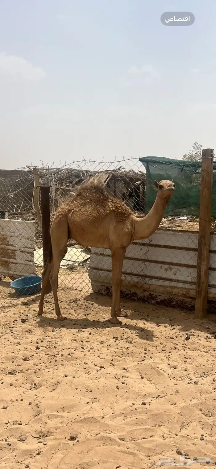 حاشي اصيل 0