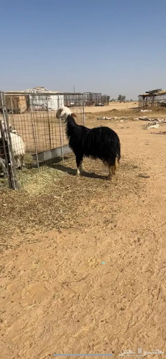 للبيع نجديه والد صنف 2