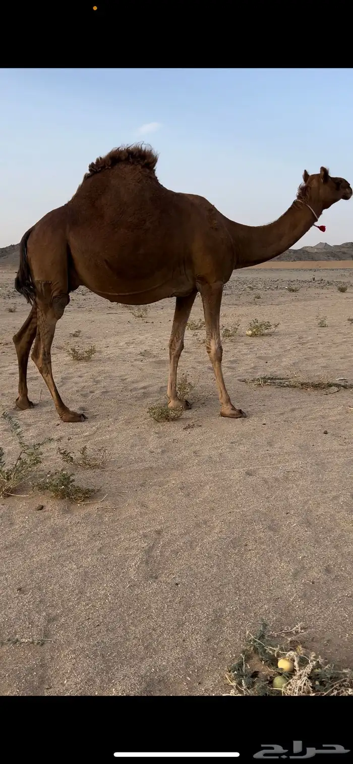 ناقه حمرا ملاقي طيبه بالحيل 0