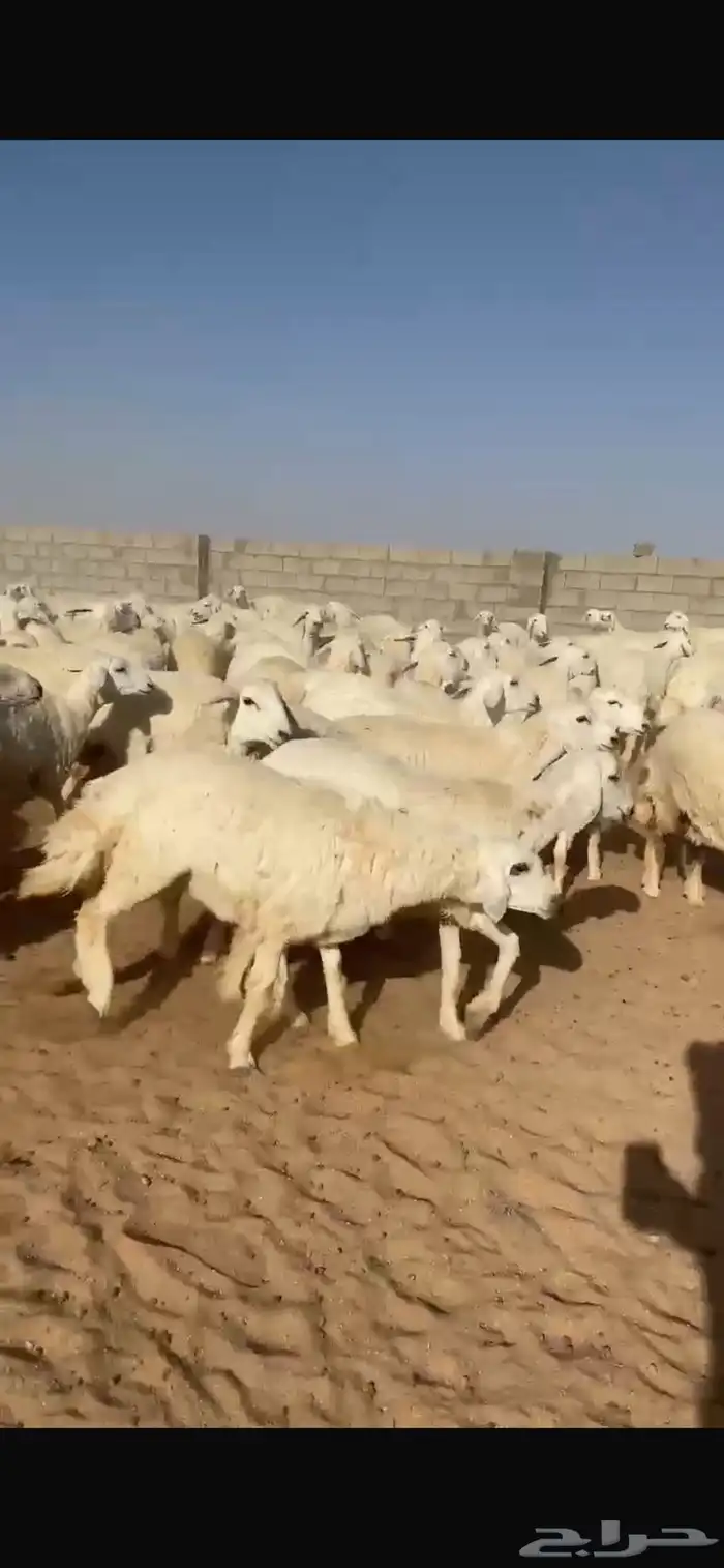 غنم حريات رخال 3