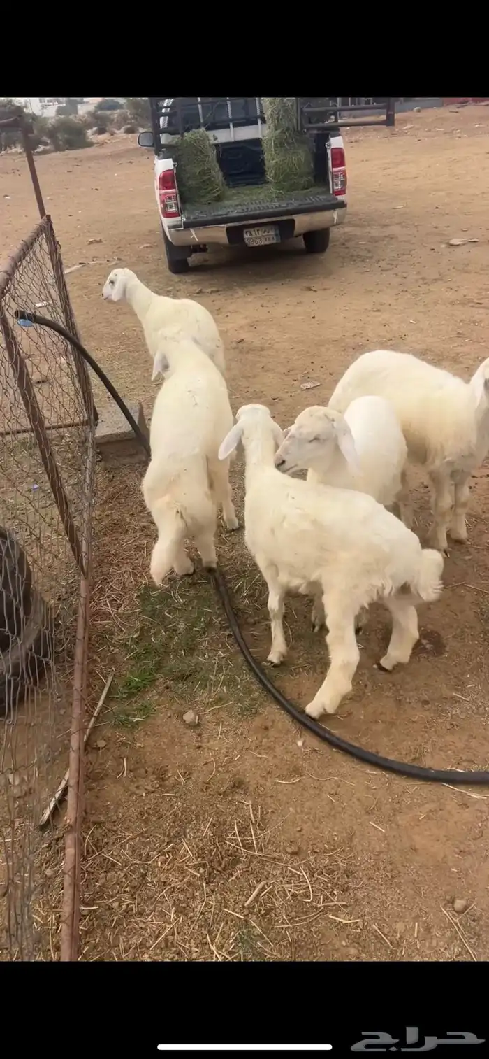 خرفان هرافى سمان ومشروطه 1