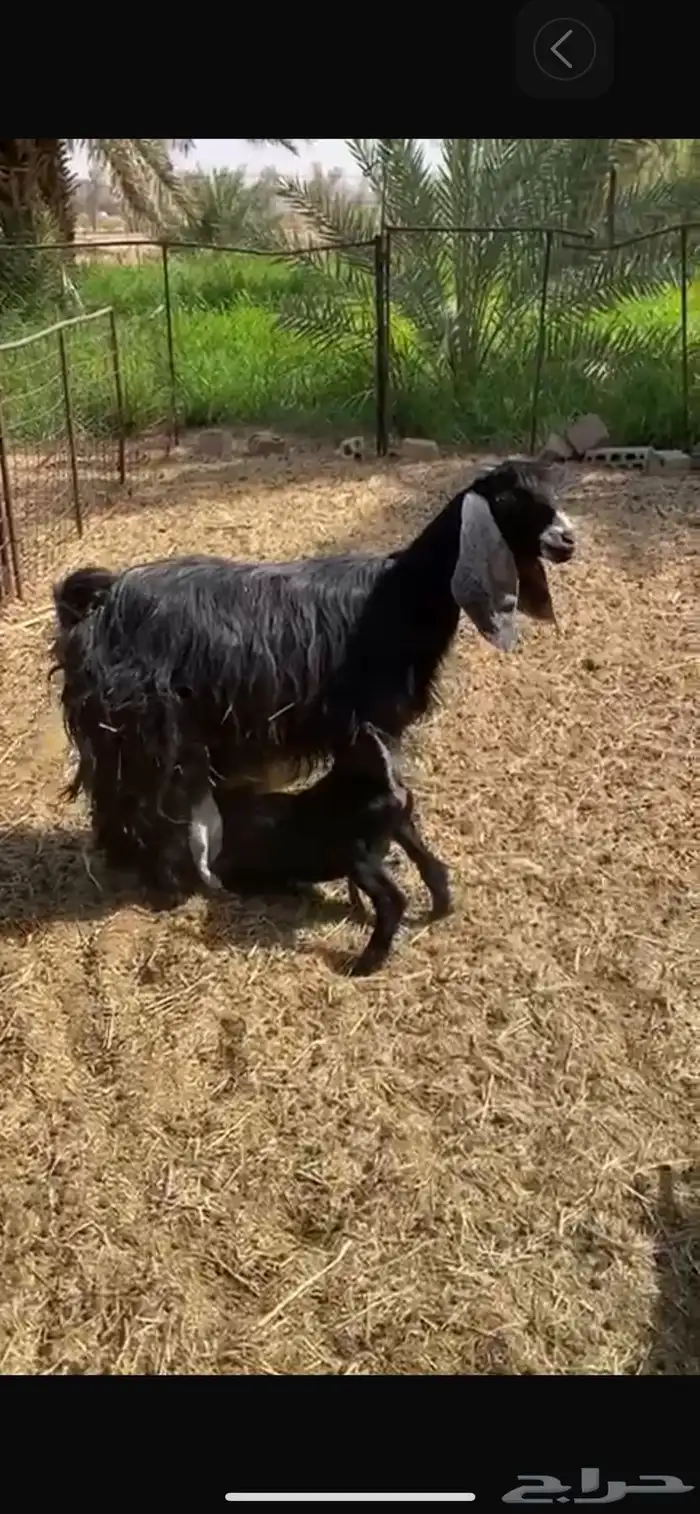 عنز متبع تيس وجفره 0
