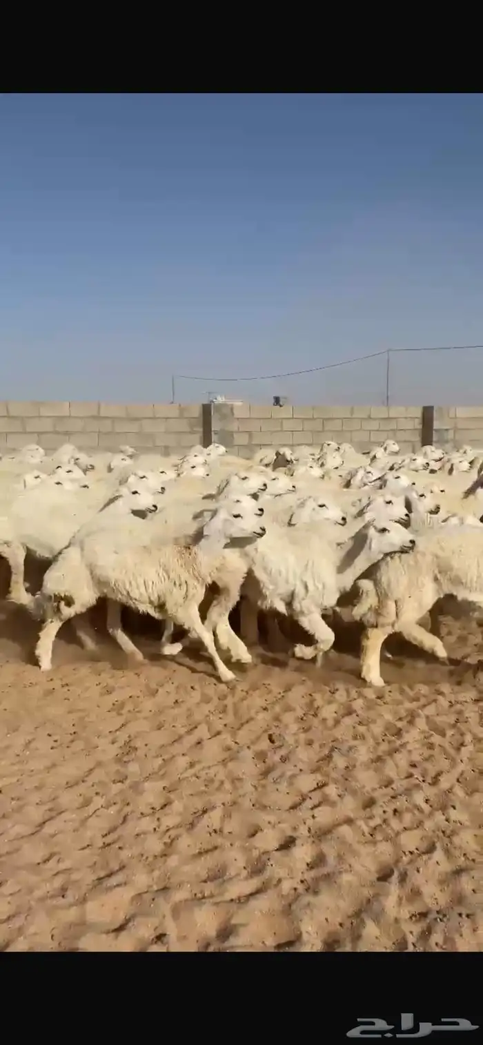 غنم حريات رخال 2