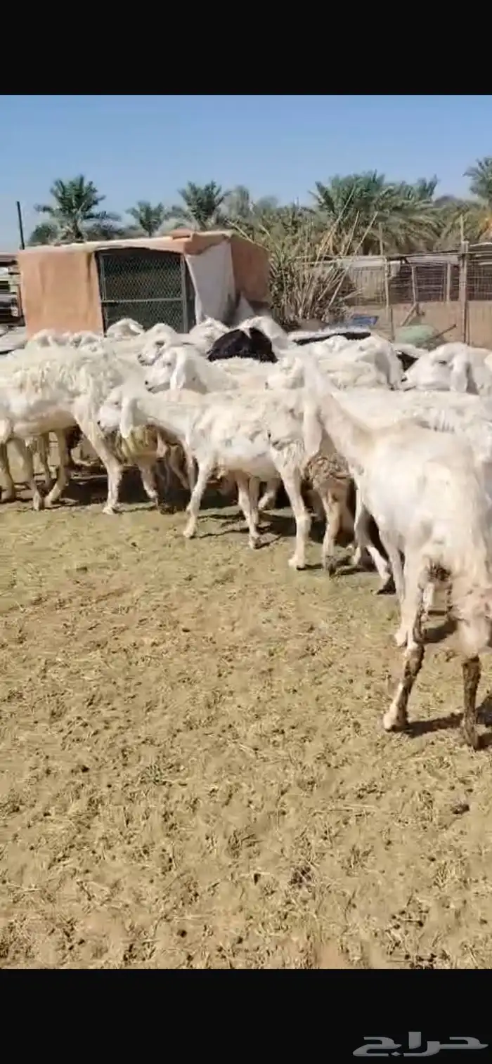 غنم 7