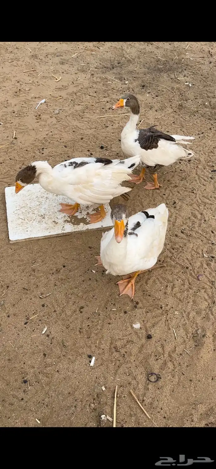 وز بلدي بيع مستعجل 1