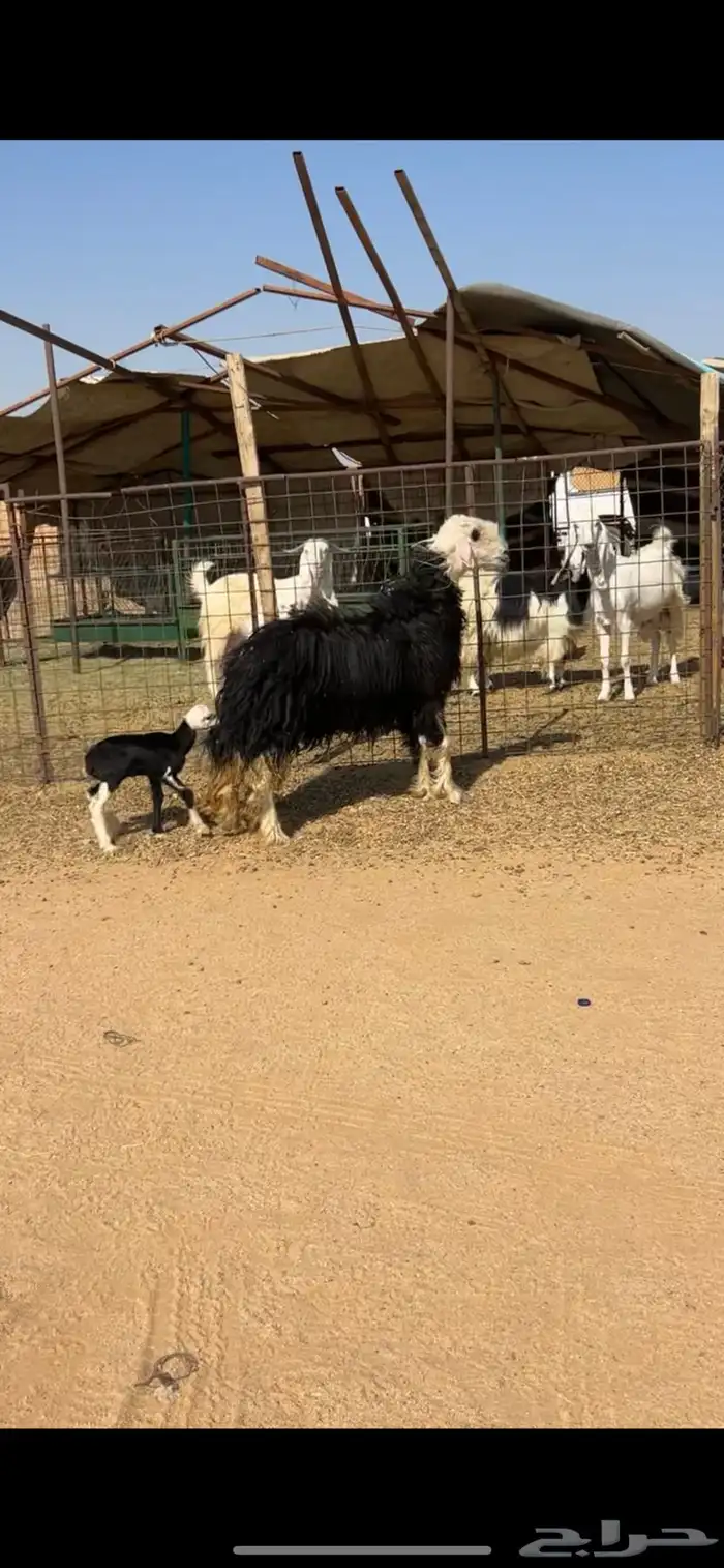 للبيع نجديه والد صنف 0