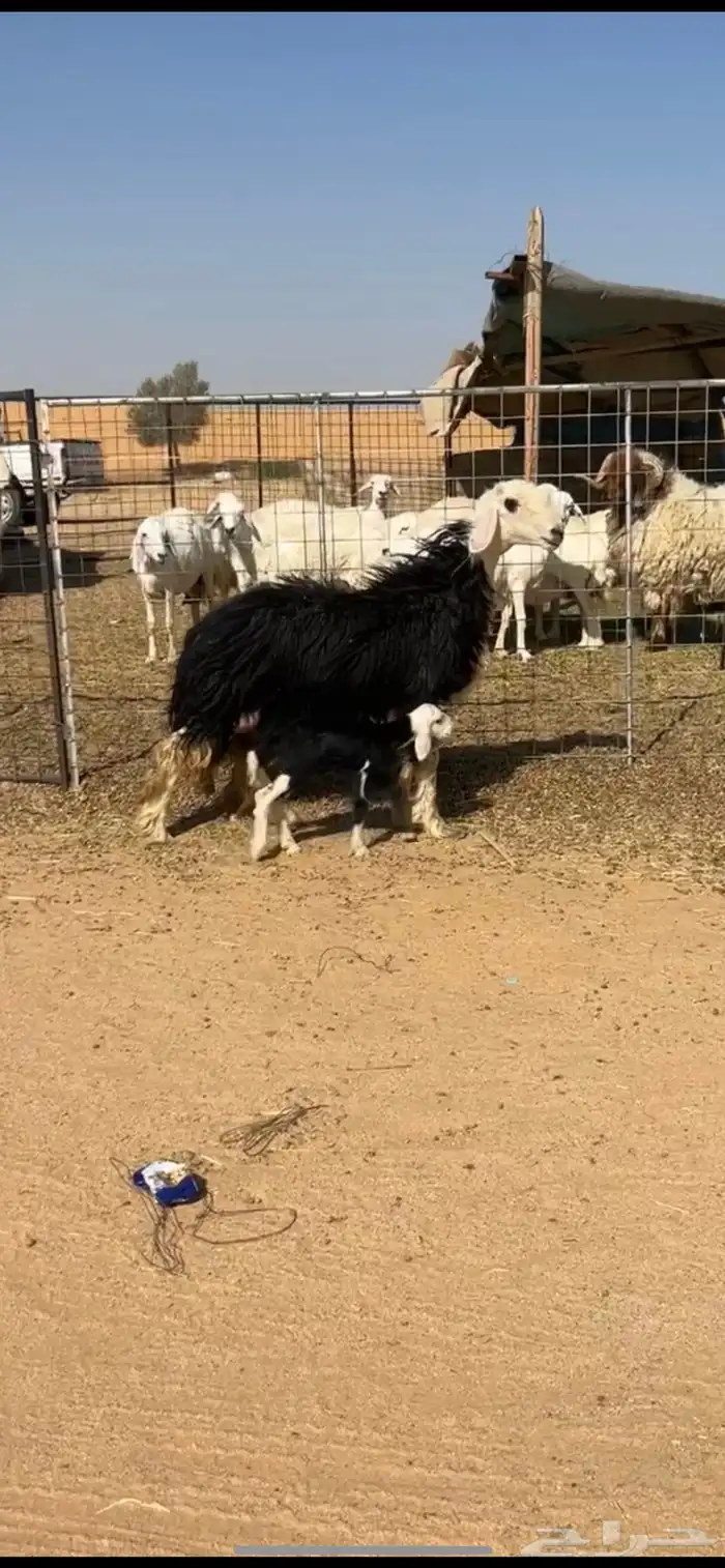 للبيع نجديه والد صنف 1
