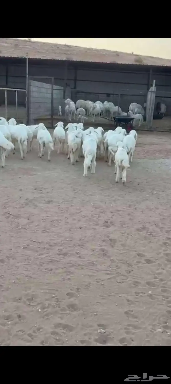 هرافى حري من الإنتاج 1
