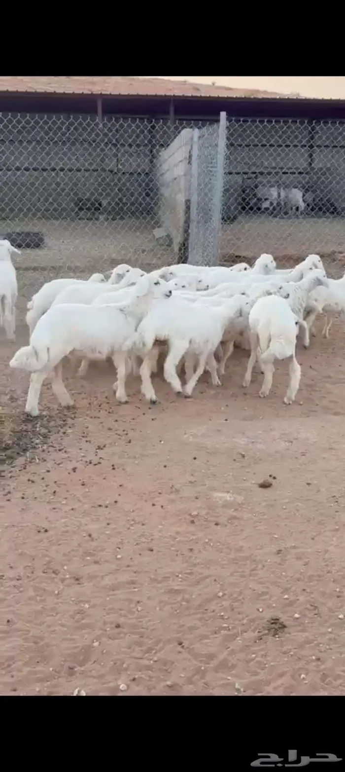 هرافى حري من الإنتاج 0