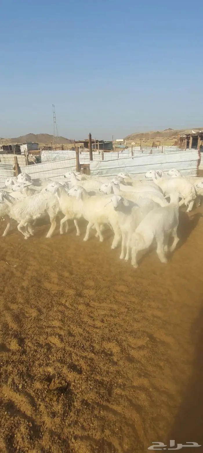 طليان مناسبات ثلاجة. ورخال مناسبات وثلاجة 6
