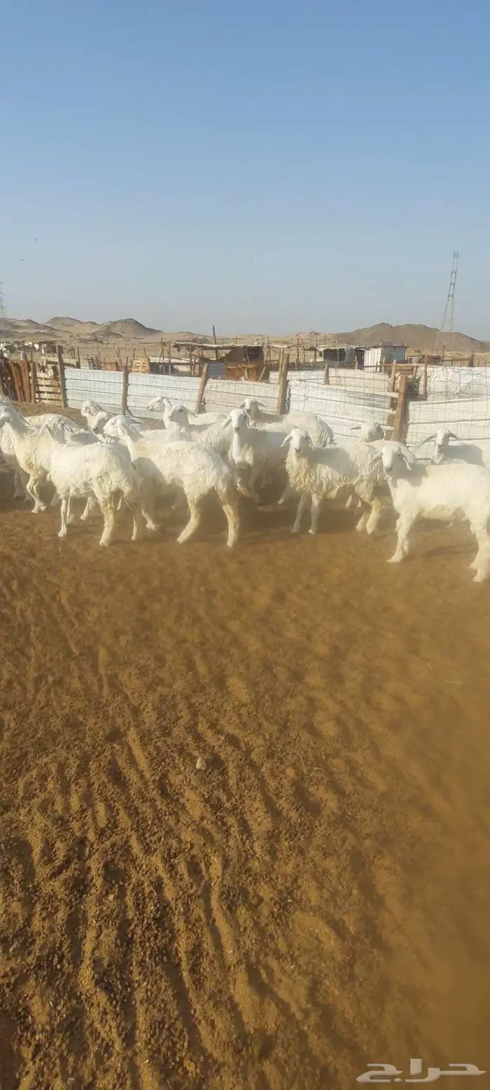 طليان مناسبات ثلاجة. ورخال مناسبات وثلاجة 3