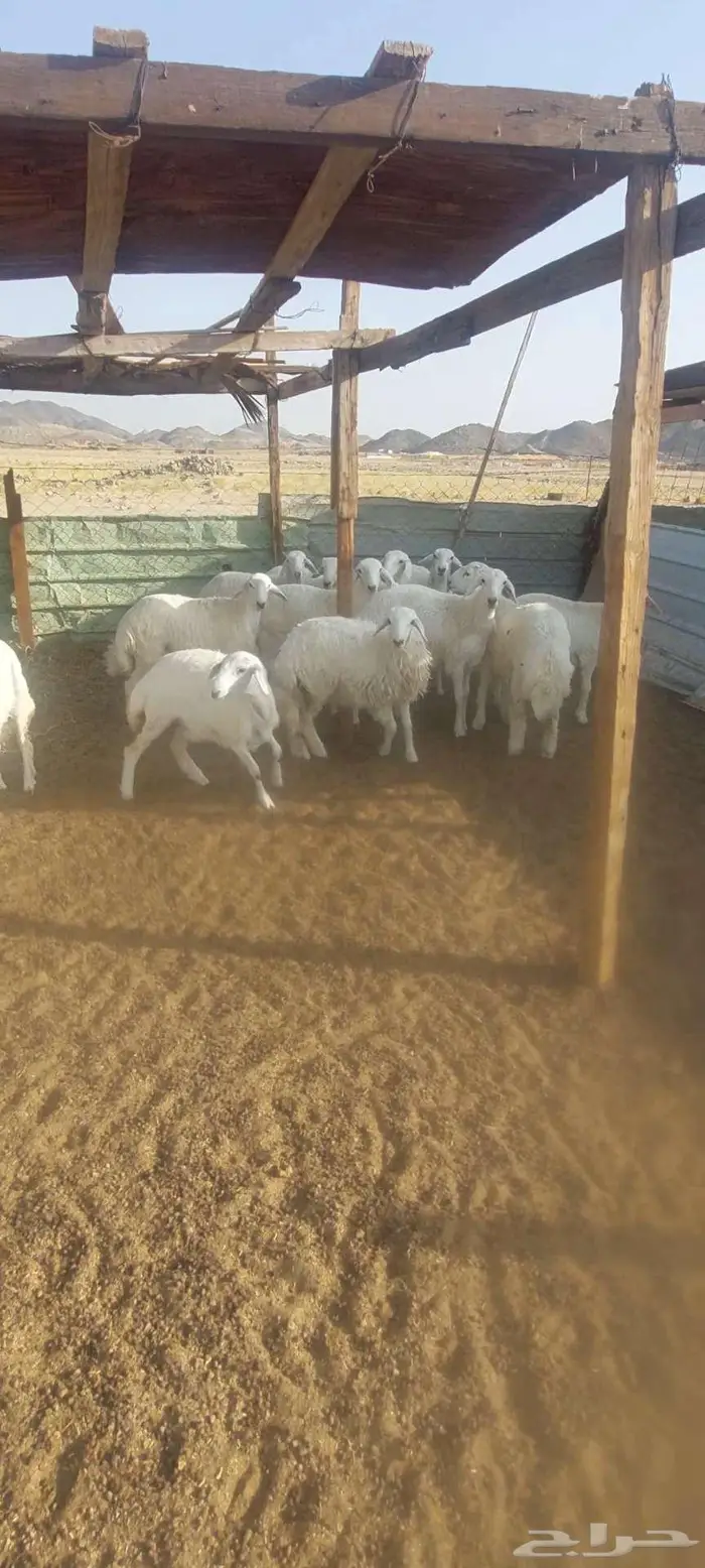 طليان مناسبات ثلاجة. ورخال مناسبات وثلاجة 4