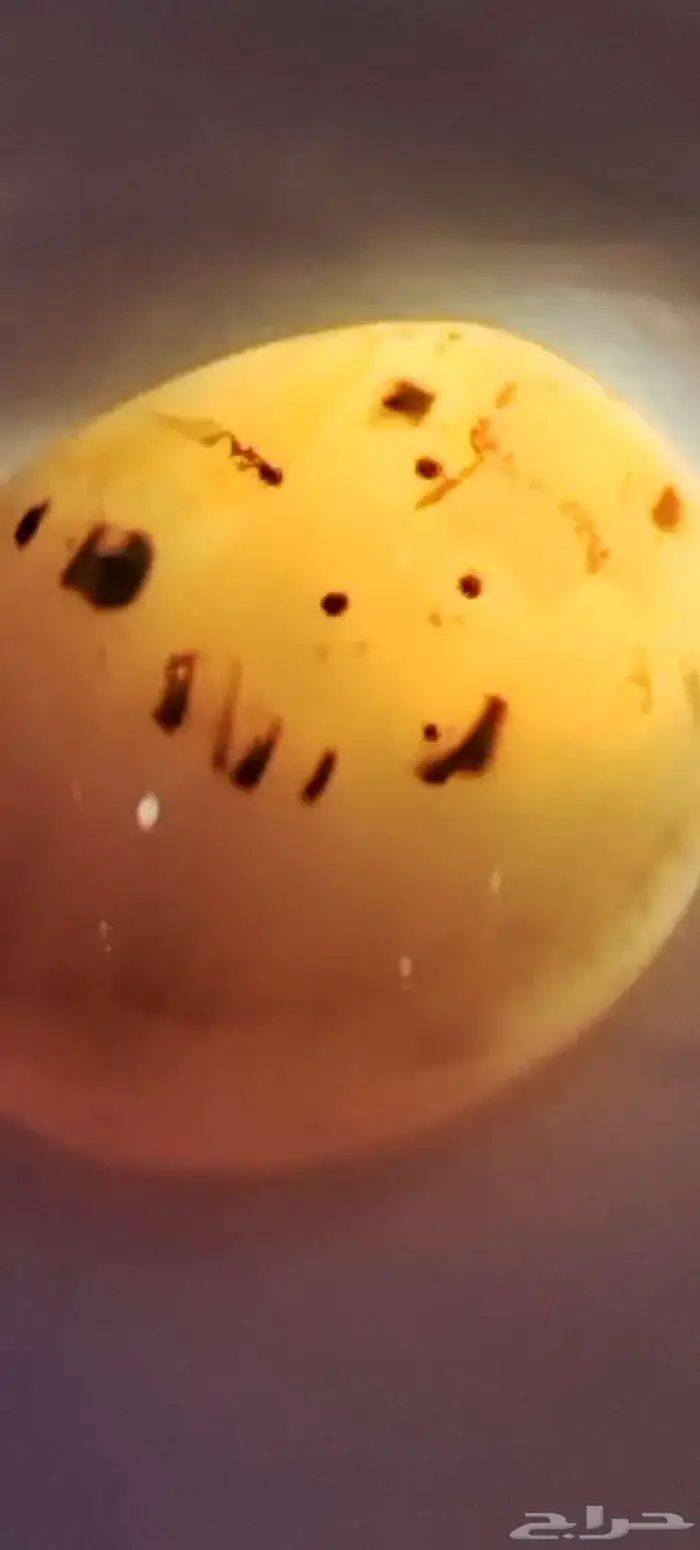 نوادر حجر العقيق اليمني المصور 50