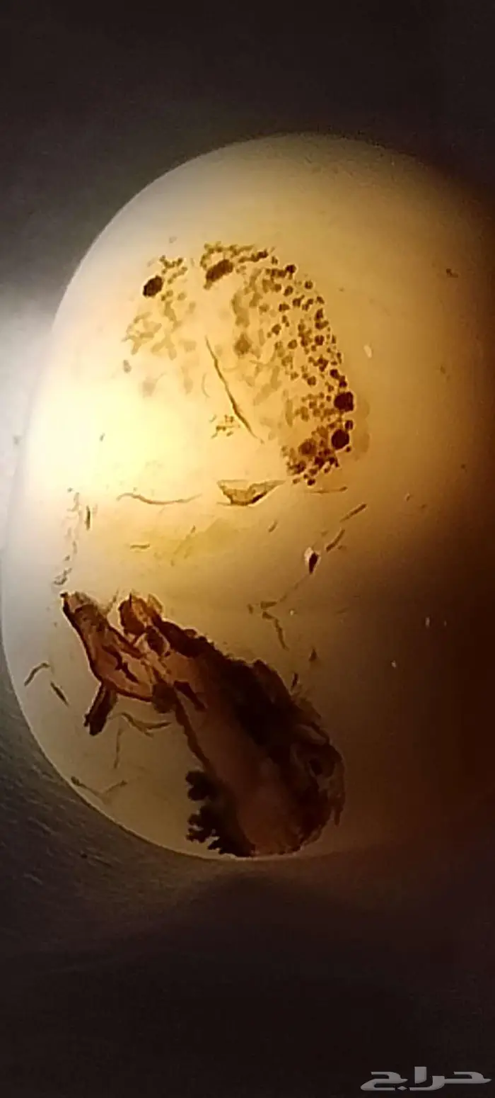 نوادر حجر العقيق اليمني المصور 8