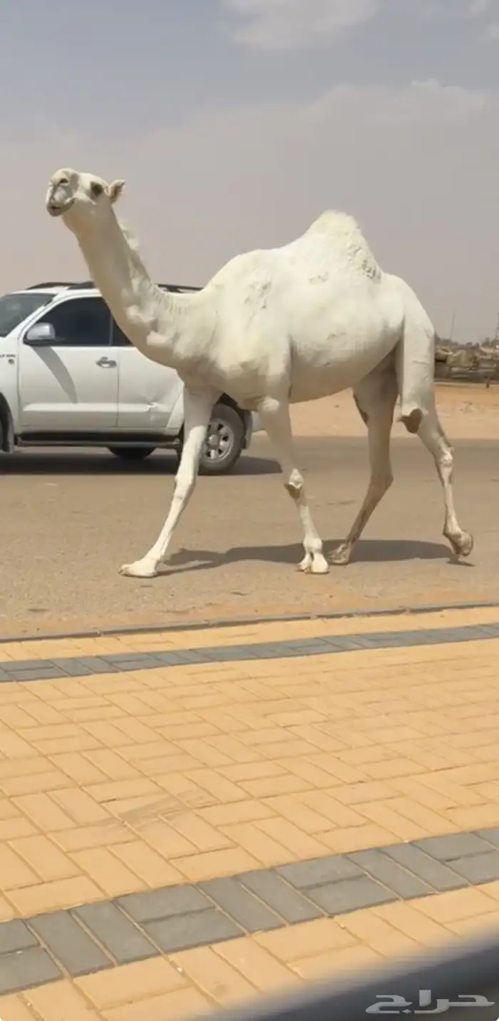 ضروبه وضحاء كفو فوق البداوه جذعه مميت 0
