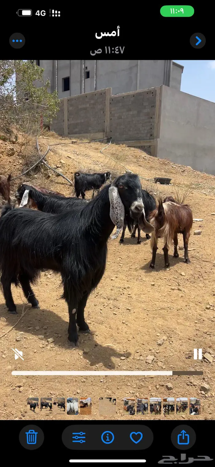 فحل عارضي تباله والثنيه 0