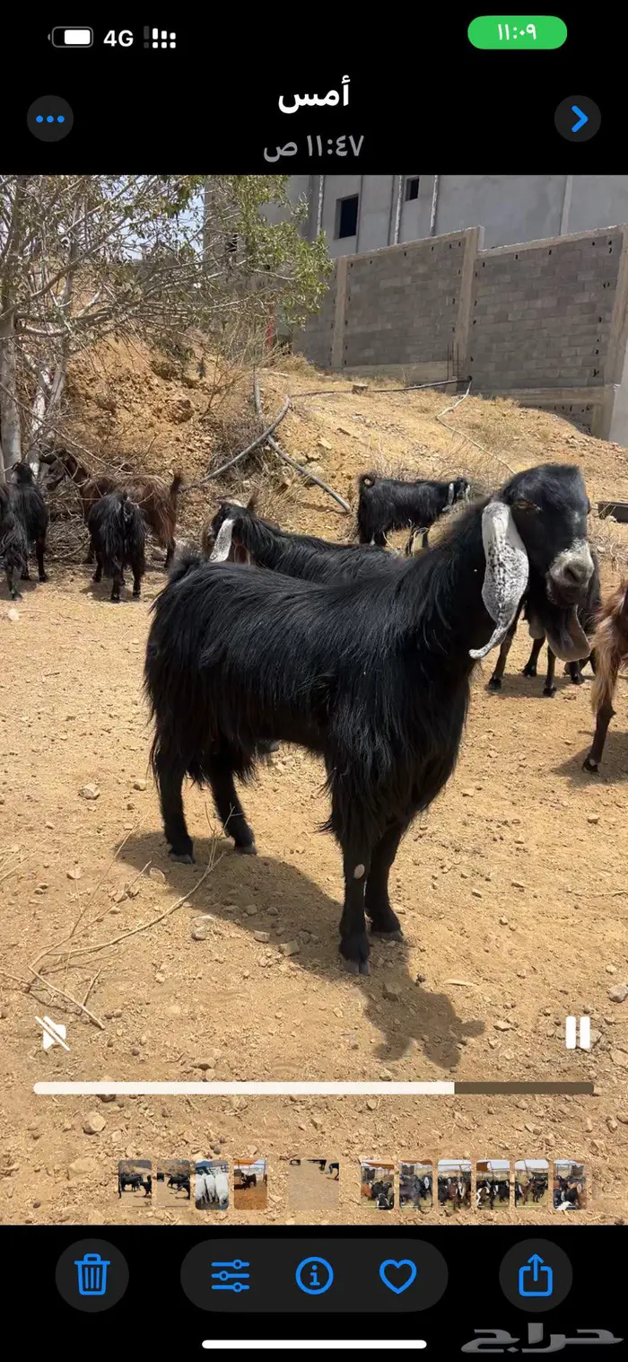 فحل عارضي تباله والثنيه 2
